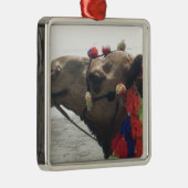 Oman Muscat Camel Fotokunst Print Metalen Ornament (Rechts)