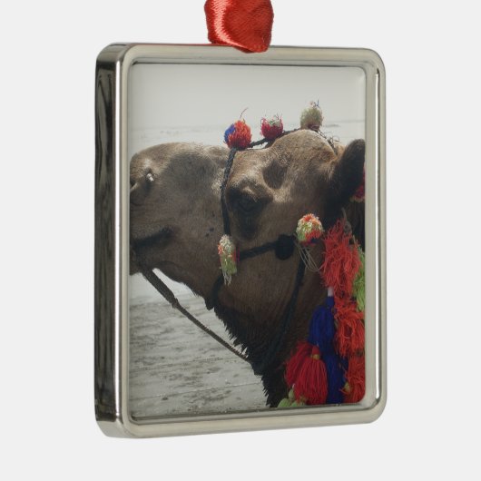 Oman Muscat Camel Fotokunst Print Metalen Ornament (Rechts)