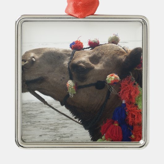 Oman Muscat Camel Fotokunst Print Metalen Ornament (Voorkant)