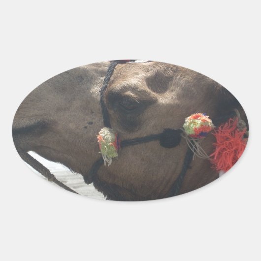 Oman Muscat Camel Fotokunst Print Ovale Sticker (Voorkant)