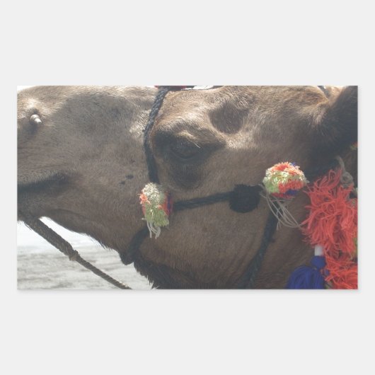 Oman Muscat Camel Fotokunst Print Rechthoekige Sticker (Voorkant)