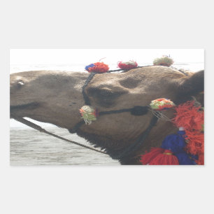 Oman Muscat Camel Fotokunst Print Rechthoekige Sticker