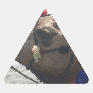 Oman Muscat Camel Fotokunst Print Sticker