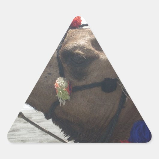Oman Muscat Camel Fotokunst Print Sticker (Voorkant)
