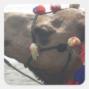 Oman Muscat Camel Fotokunst Print Vierkante Sticker