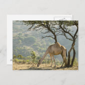Oman, regio Dhofar, Salalah. Camel Briefkaart (Voorkant / Achterkant)