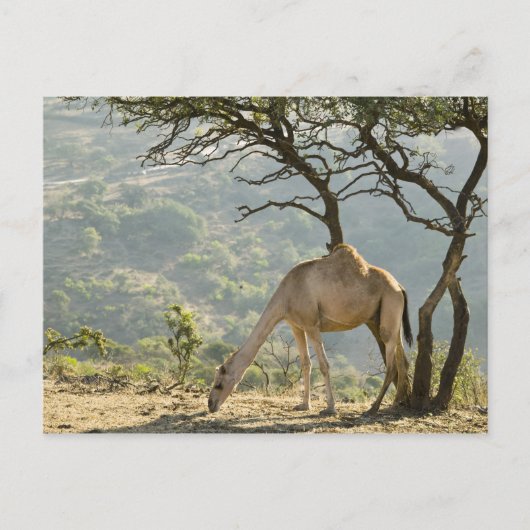 Oman, regio Dhofar, Salalah. Camel Briefkaart (Voorkant)
