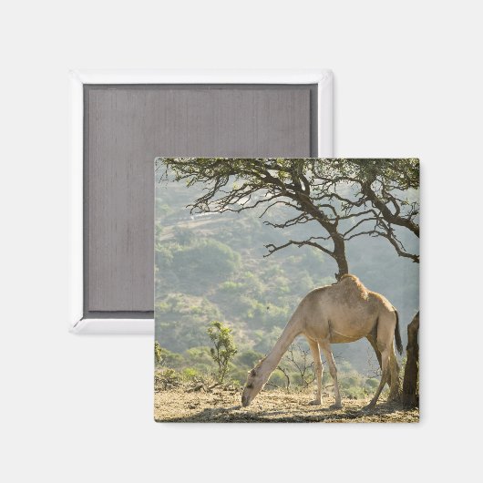Oman, regio Dhofar, Salalah. Camel Magneet (Voorkant / Achterkant)