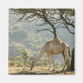 Oman, regio Dhofar, Salalah. Camel Magneet (Voorkant)