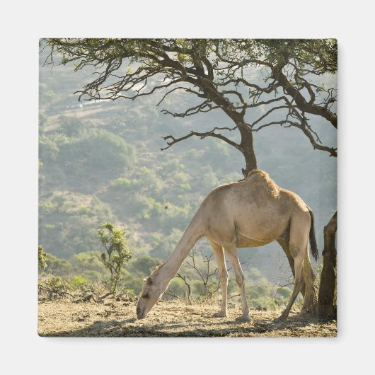 Oman, regio Dhofar, Salalah. Camel Magneet (Voorkant)