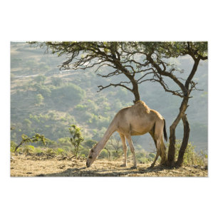 Oman, regio Dhofar, Salalah. Kameel Foto Afdruk