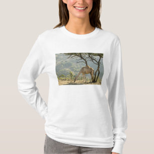 Oman, regio Dhofar, Salalah. Kameel T-shirt