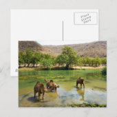 Oman, Wadi Darbat Briefkaart (Voorkant / Achterkant)