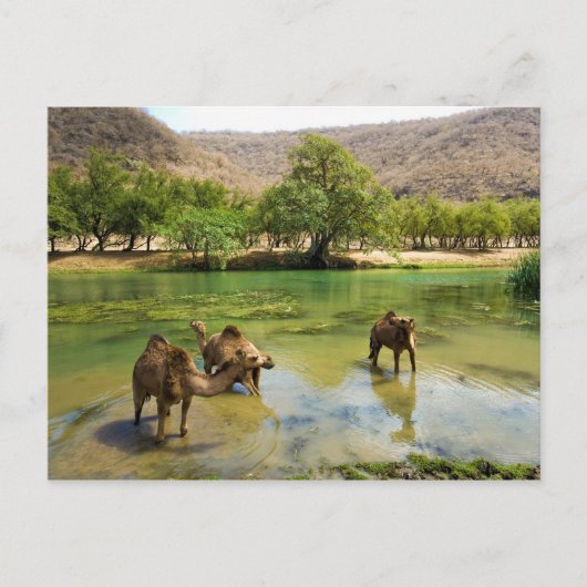 Oman, Wadi Darbat Briefkaart (Voorkant)
