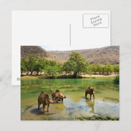 Oman, Wadi darbat, dromeurs die in de weide hangen Briefkaart (Voorkant / Achterkant)
