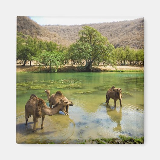 Oman, Wadi Darbat Magneet (Voorkant)