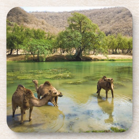 Oman, Wadi Darbat Onderzetter (Voorkant)