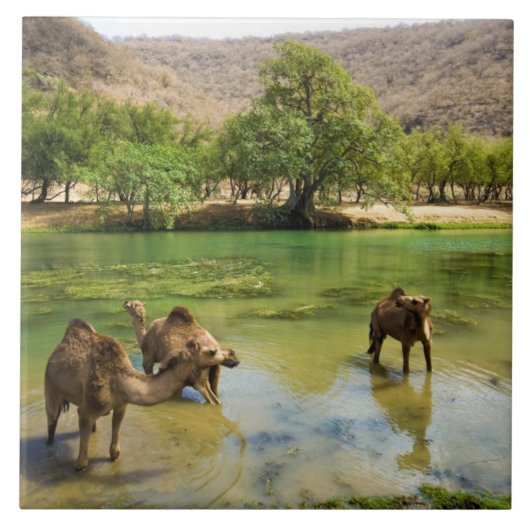 Oman, Wadi darbat Tegeltje (Voorkant)