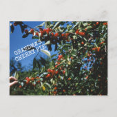 Oma's Cherry Pie Recept Briefkaart (Voorkant)