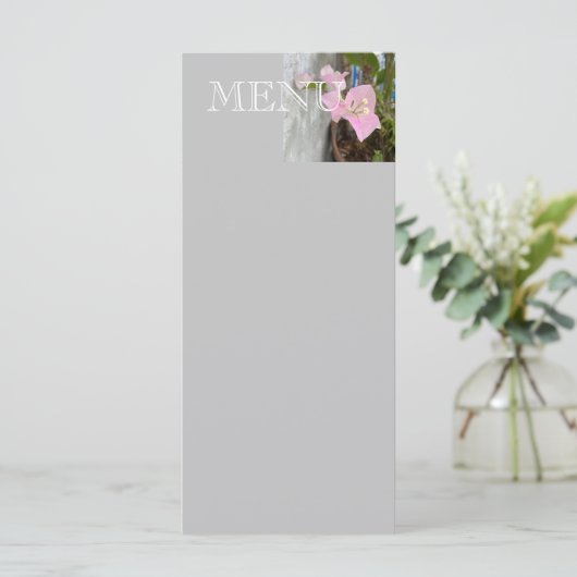 Ombre roze bougainvillea of papieren bloem, tropis (Staand voorkant)