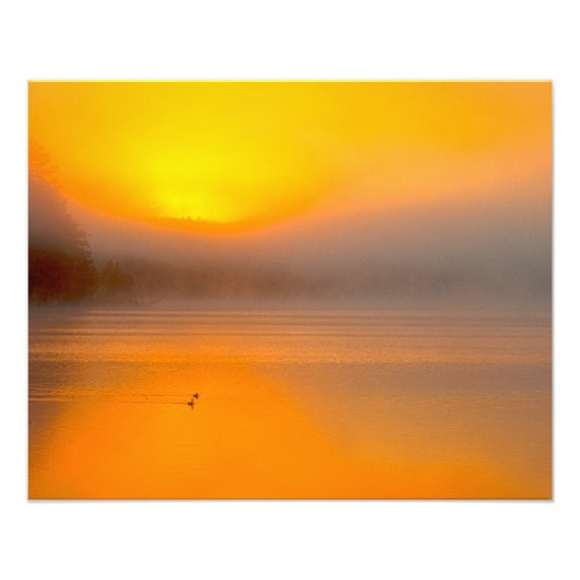 Ombre Sunrise Shining on Two Ducks Natuur Foto - Foto Afdruk (Voorkant)