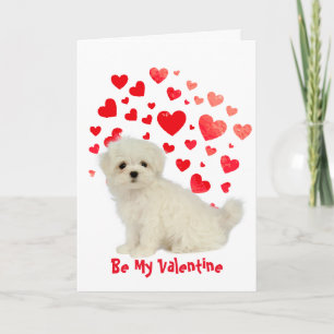 Omdat ik van je Maltese Valentijn hou Feestdagen Kaart