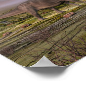 Omeiaurus loopt in de woestijn door zonsondergang poster (Hoek)