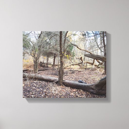 Omgevallen bomen canvas afdruk (Voorkant)