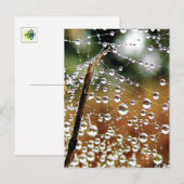 Omgevallen hek bedekt met dauw, spinnenweb briefkaart (Voorkant / Achterkant)
