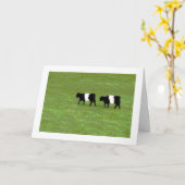 Omgorde de koeienkaart van Galloway Kaart (Gele Bloem)