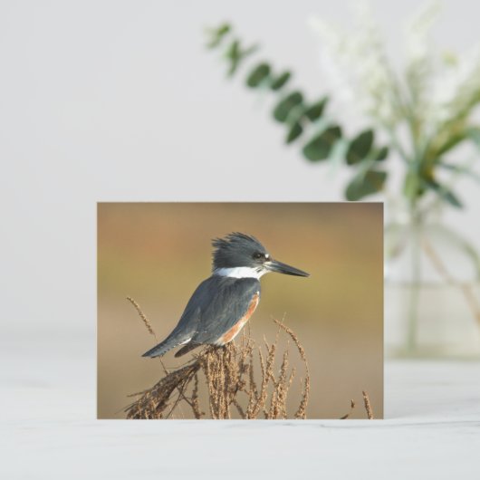 Omgorde Ijsvogel Briefkaart (Staand voorkant)