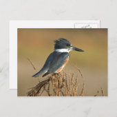 Omgorde Ijsvogel Briefkaart (Voorkant / Achterkant)