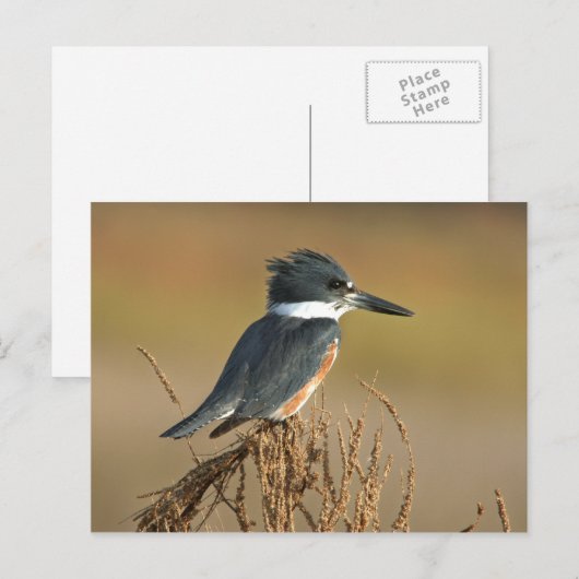 Omgorde Ijsvogel Briefkaart (Voorkant / Achterkant)