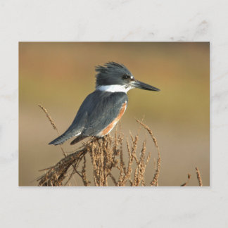Omgorde Ijsvogel Briefkaart