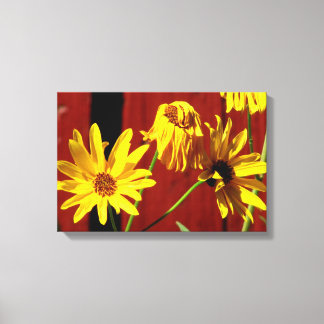 Omheinde madeliefjes bloemenprint op canvas afdruk
