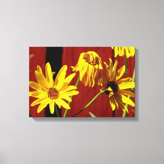 Omheinde madeliefjes bloemenprint op canvas afdruk (Voorkant)