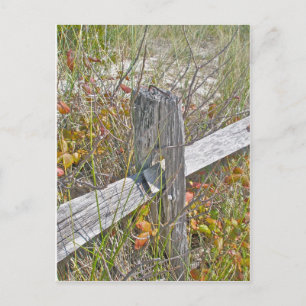 Omheining en gif IBSP NJ Coördinerende items Briefkaart