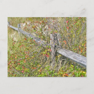 Omheining en gif IBSP NJ Coördinerende items Briefkaart