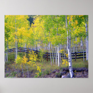Omheining met Aspens Poster