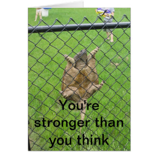 Omheining voor schildpad