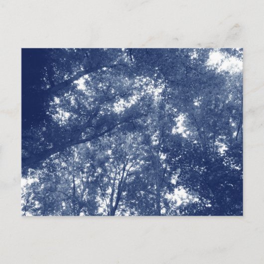 Omhoog in de bomen - Cyanotype-effect Briefkaart (Voorkant)