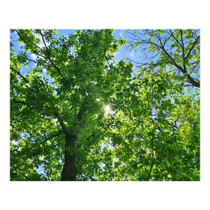 Omhoog kijken naar groene bladeren en blauwe lucht foto afdruk