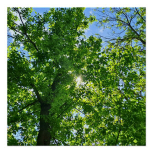 Omhoog kijken naar groene bladeren en blauwe lucht perfect poster