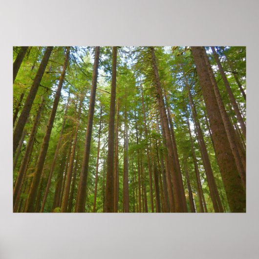 Omhoog kijken naar Oerbos Poster (Voorkant)
