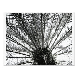 Omhoog kijken // Zwarte en Witte Florida Palm Foto Afdruk
