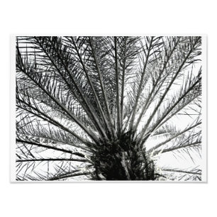 Omhoog kijken // Zwarte en Witte Florida Palm Foto Afdruk