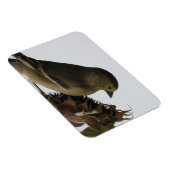 OmhoogZonnebloem Eating Goldfinch Magnet Magneet (Rechterzijde)