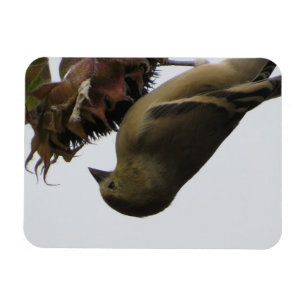 OmhoogZonnebloem Eating Goldfinch Magnet Magneet