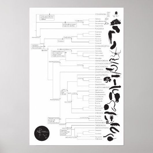 Omkeren: de dierboom van het leven verkennen poster (Voorkant)
