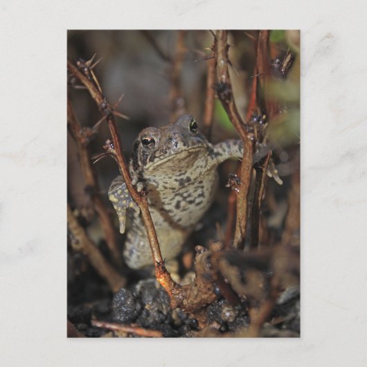 Omlaag Briefkaart (Voorkant)